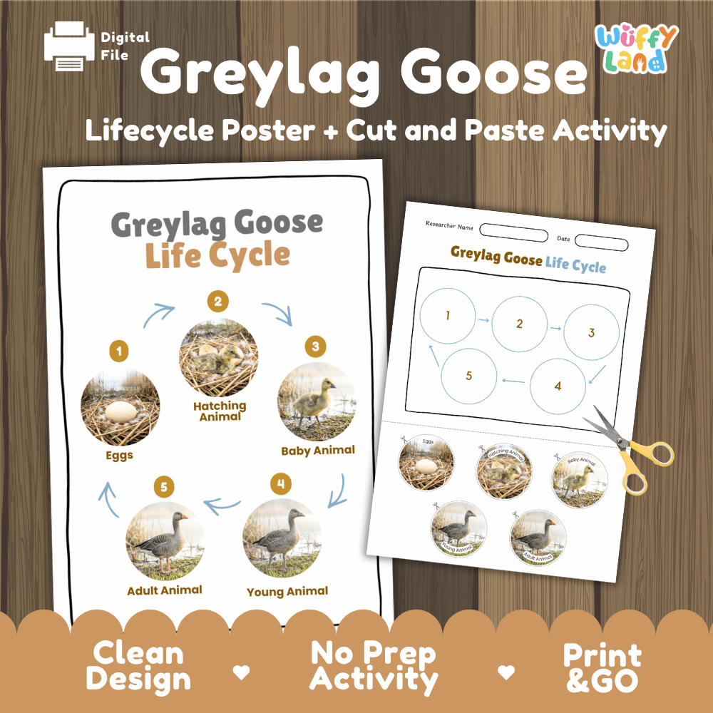Greylag Goose Life Cycle Poster and Cut and Paste Worksheet Activity