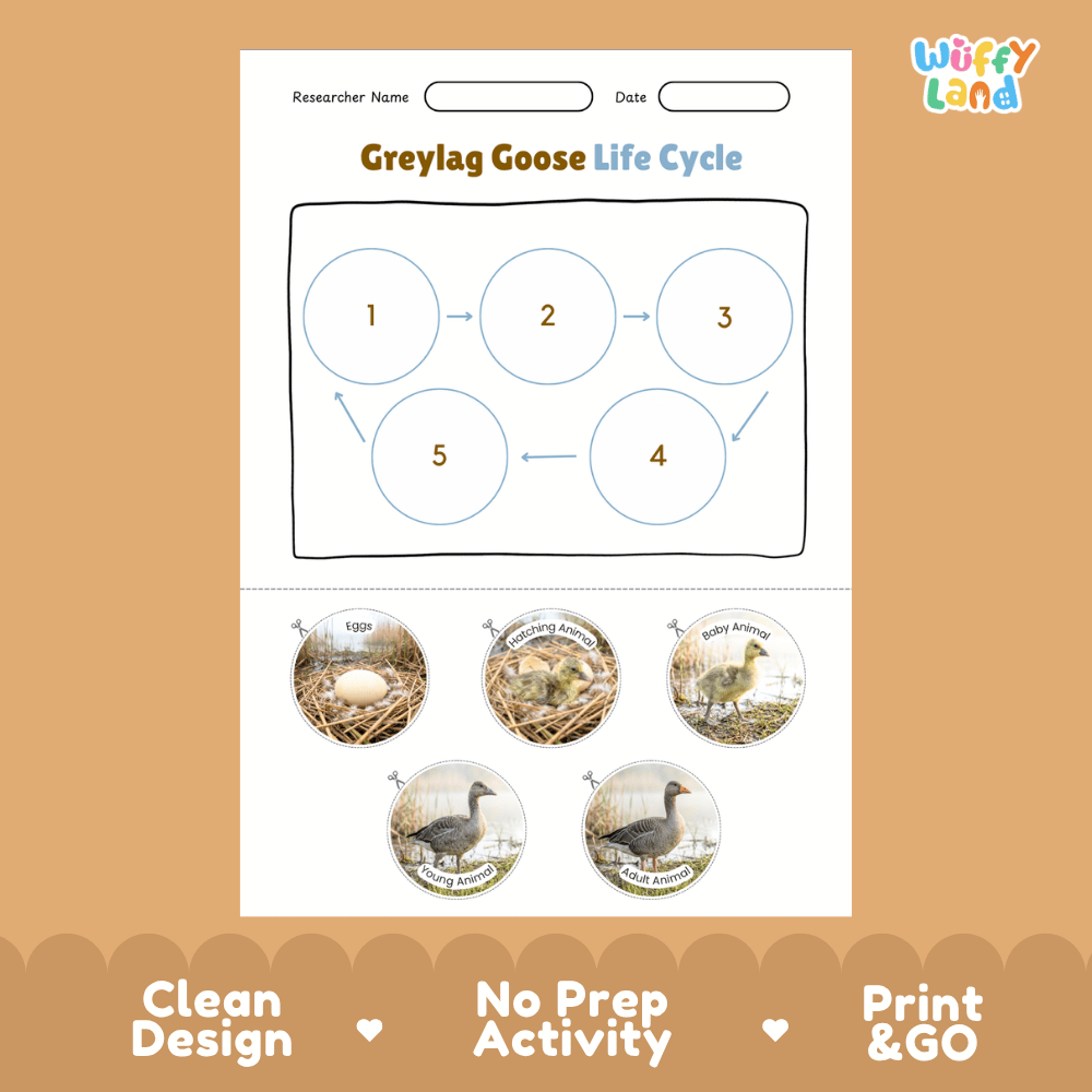 Greylag Goose Life Cycle Poster and Cut and Paste Worksheet Activity