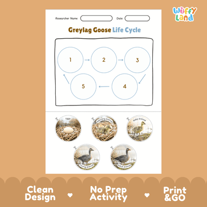 Greylag Goose Life Cycle Poster and Cut and Paste Worksheet Activity