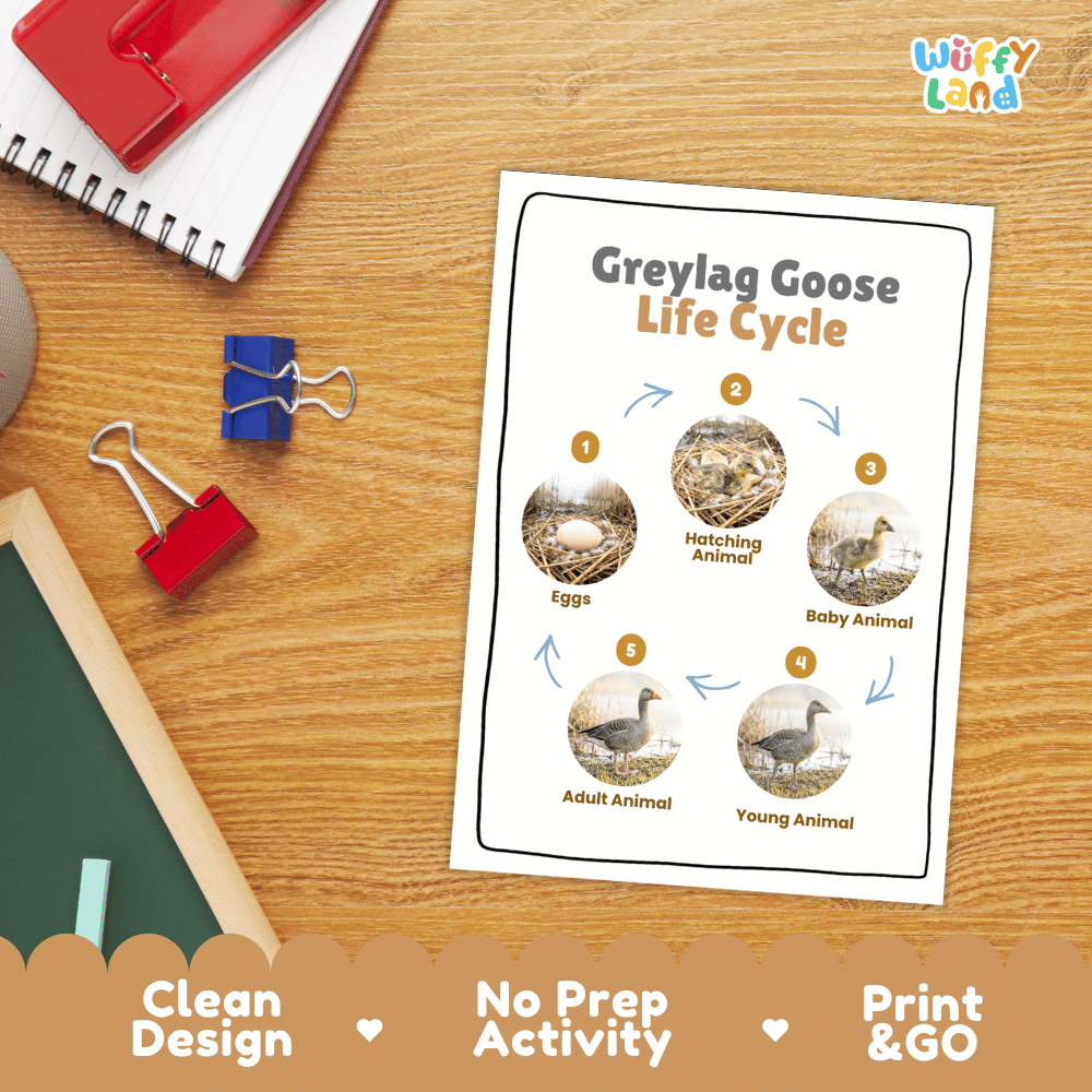Greylag Goose Life Cycle Poster and Cut and Paste Worksheet Activity