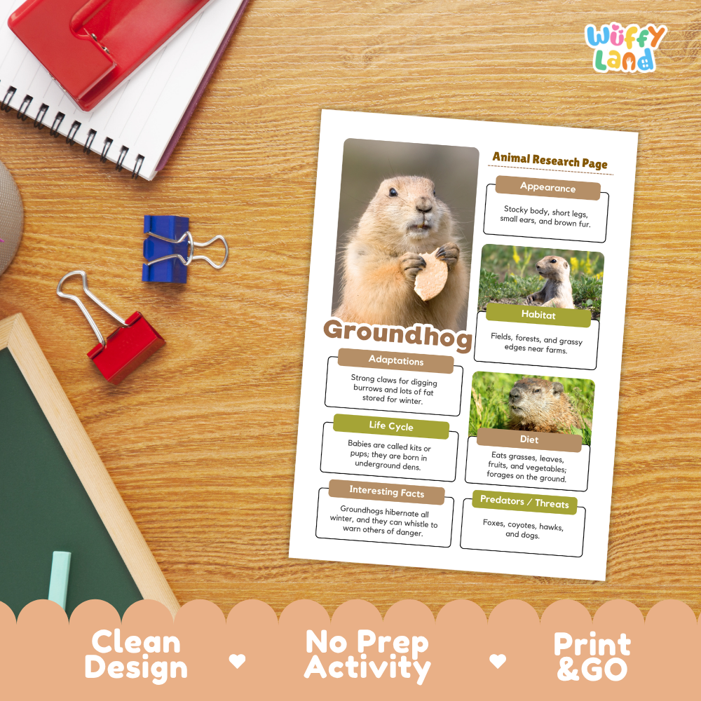 A printed educational worksheet titled 'Animal Research Page' about groundhogs, shown on a desk with a notebook, binder clips, and chalk. The sheet includes a large groundhog photo and text sections on adaptations, habitat, life cycle, diet, and interesting facts.