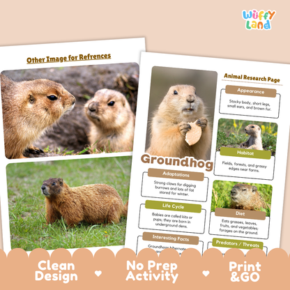 Two printed educational poster pages about groundhogs displayed on a peach background, with the brand name 'wiffly land' in the top right and marketing text along the bottom reading 'Clean Design', 'No Prep Activity', and 'Print & GO'.