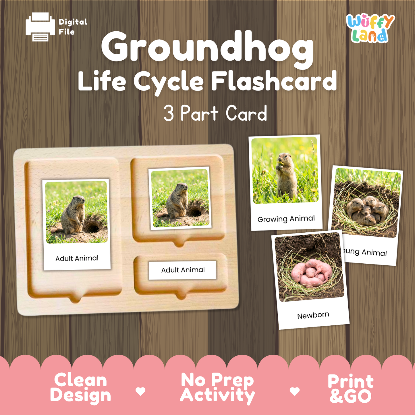 Groundhog Life Cycle Flashcard set by Wiffy Land, featuring a wooden 3-part card tray with labeled sections for adult animal, growing animal, and newborn, plus three example photo cards showing groundhog life stages on a wood-textured background.
