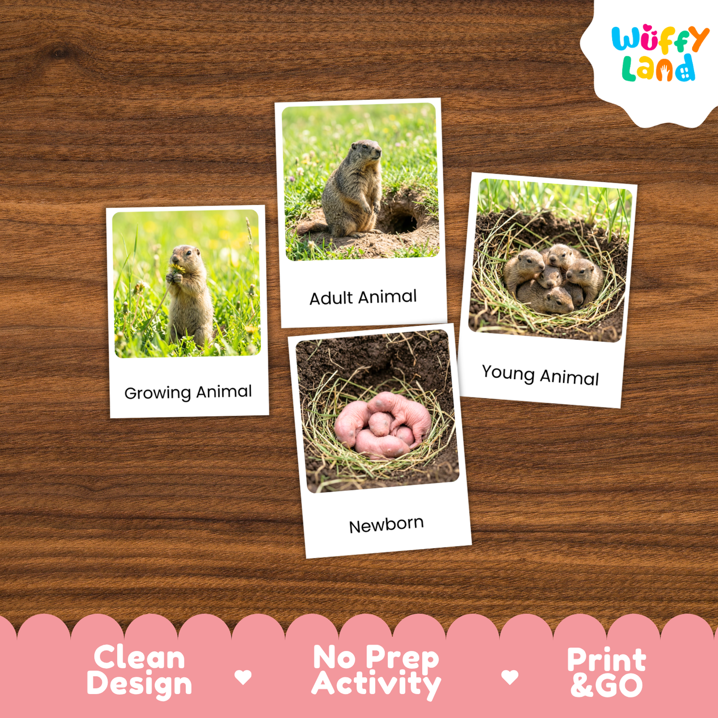 Four educational animal identification cards displayed on a wooden surface, featuring photos of a groundhog, a nest with chicks, a newborn with pink eggs, and a standing animal labeled 'Growing Animal,' 'Adult Animal,' 'Young Animal,' and 'Newborn.' The 'Wuffy Land' logo appears in the top right, and a pink banner at the bottom reads 'Clean Design,' 'No Prep Activity,' and 'Print & GO.
