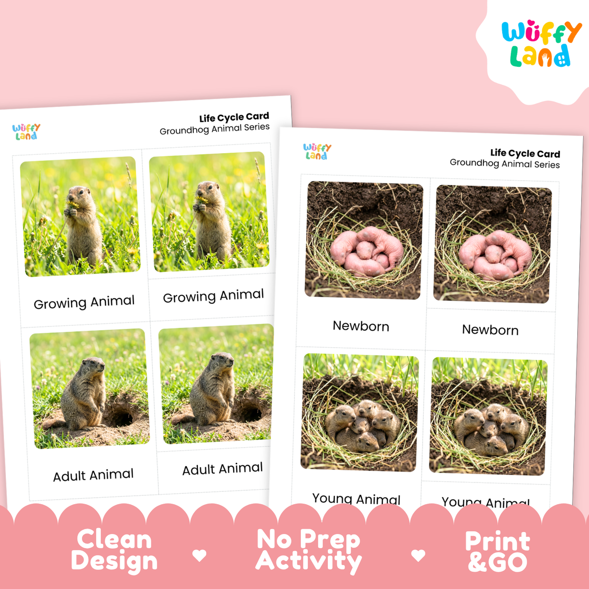 Two printable life cycle cards for groundhogs shown on a pink background. The left card shows the growing stages from juvenile to adult with grassy photos, and the right card shows newborn and young stages with nest photos.