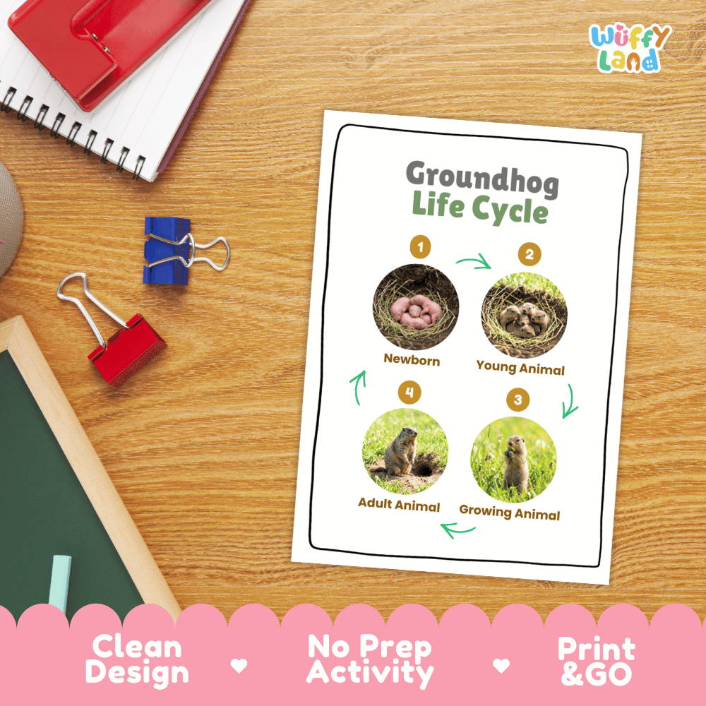 Groundhog Life Cycle Poster and Cut and Paste Activity Worksheets