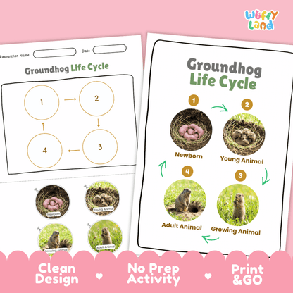 Groundhog Life Cycle Poster and Cut and Paste Activity Worksheets