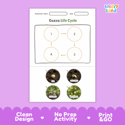 Educational reference chart poster showing the 4 stages of the guava life cycle from seed and germination to young seedling and mature fruit-bearing plant