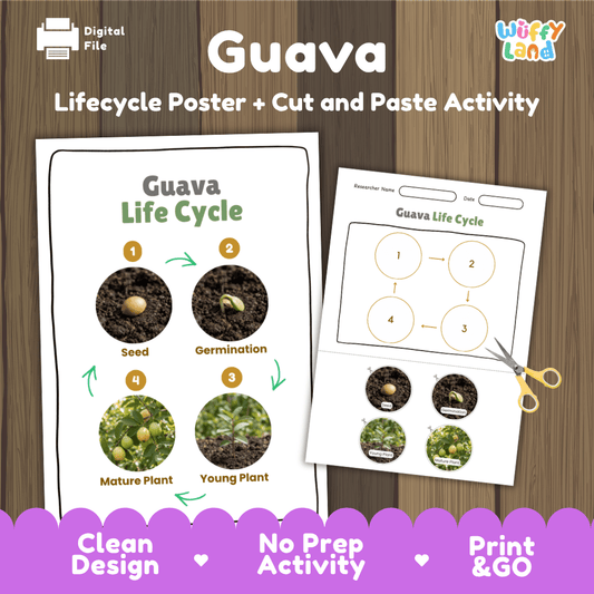 Guava plant life cycle educational poster and cut and paste printable sequencing activity featuring real photos for elementary science