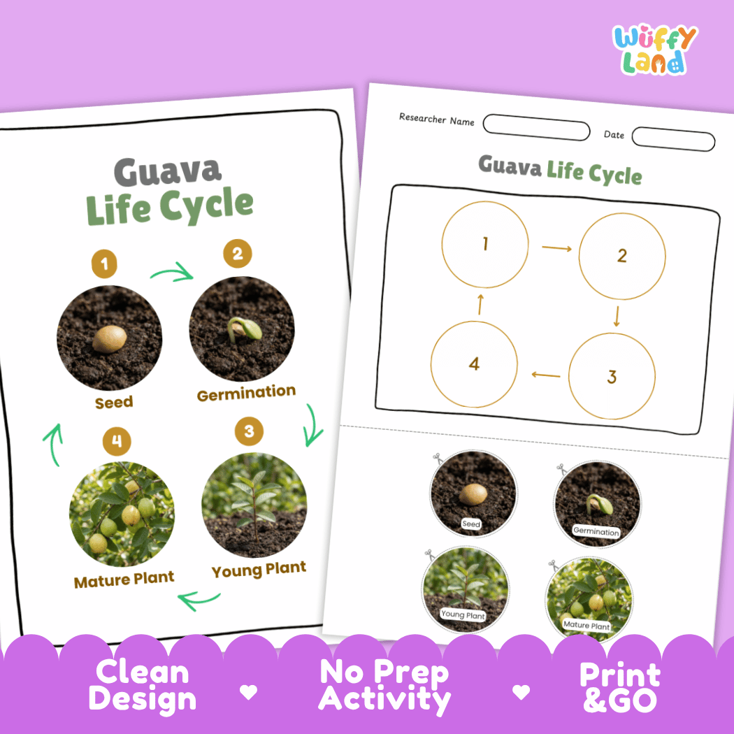 Print and go digital PDF plant science activity featuring clean design layout, researcher name line, and zero prep classroom format