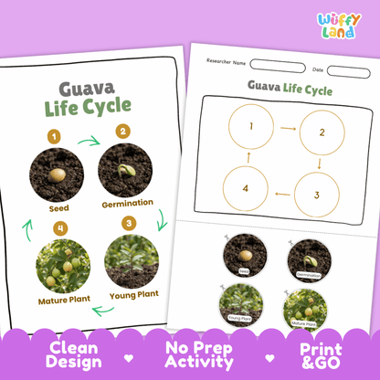 Print and go digital PDF plant science activity featuring clean design layout, researcher name line, and zero prep classroom format