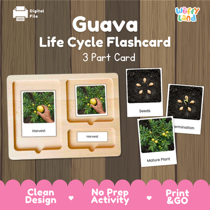 Guava Life Cycle Flashcard set by Wiffy Land, featuring a wooden 3-part card tray with photos of guava seed germination and harvest stages, shown on a wood-grain background with promotional text.