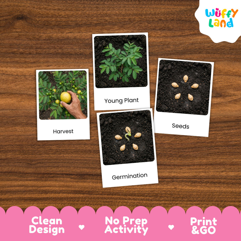 Four educational activity cards about plant growth arranged on a brown wood-grain background. The cards show a hand harvesting a plant labeled 'Harvest,' a green young plant labeled 'Young Plant,' seeds arranged in a circle labeled 'Seeds,' and a germinating seed labeled 'Germination.