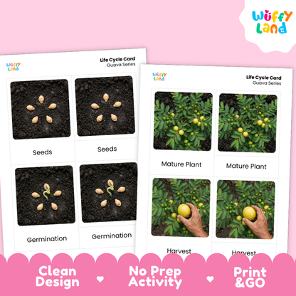 Two printable life cycle cards for guava series shown on a pink background. The left card shows seeds, germination, and sprouts; the right card shows mature plant, harvest, and a hand holding a fruit.
