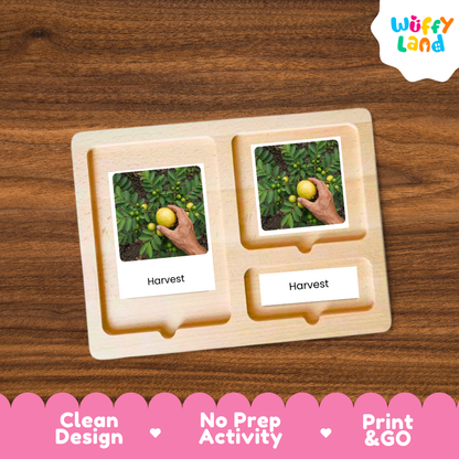 A wooden Montessori-style activity tray with three compartments, shown on a brown wood-grain background. Two of the compartments contain printed cards featuring a hand harvesting lemons from a tree, labeled 'Harvest'.