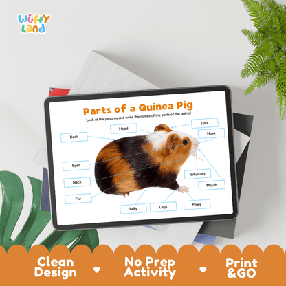 Educational cut and paste guinea pig anatomy worksheet with printable word cutout tiles for head, ears, whiskers, paws, and fur