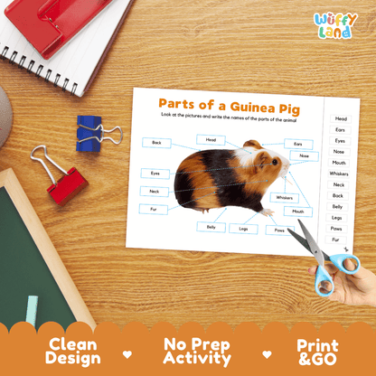 Printable animal body parts worksheet showing a realistic guinea pig with blank labeling boxes and a vocabulary word bank for writing practice