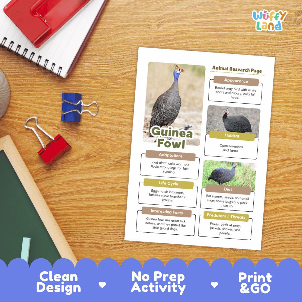 An educational animal research page about a guinea fowl is displayed on a wooden desk. The printed page includes a large guinea fowl photo, labeled sections for appearance, habitat, adaptations, life cycle, diet, interesting facts, and predators, with a blue scalloped banner at the bottom reading 'Clean Design', 'No Prep Activity', and 'Print & GO'.