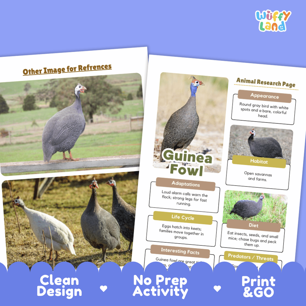 Educational activity sheet set about a guinea fowl, showing printed reference pages with animal photos and labeled sections, plus marketing text reading 'Clean Design,' 'No Prep Activity,' and 'Print & GO' on a purple background.