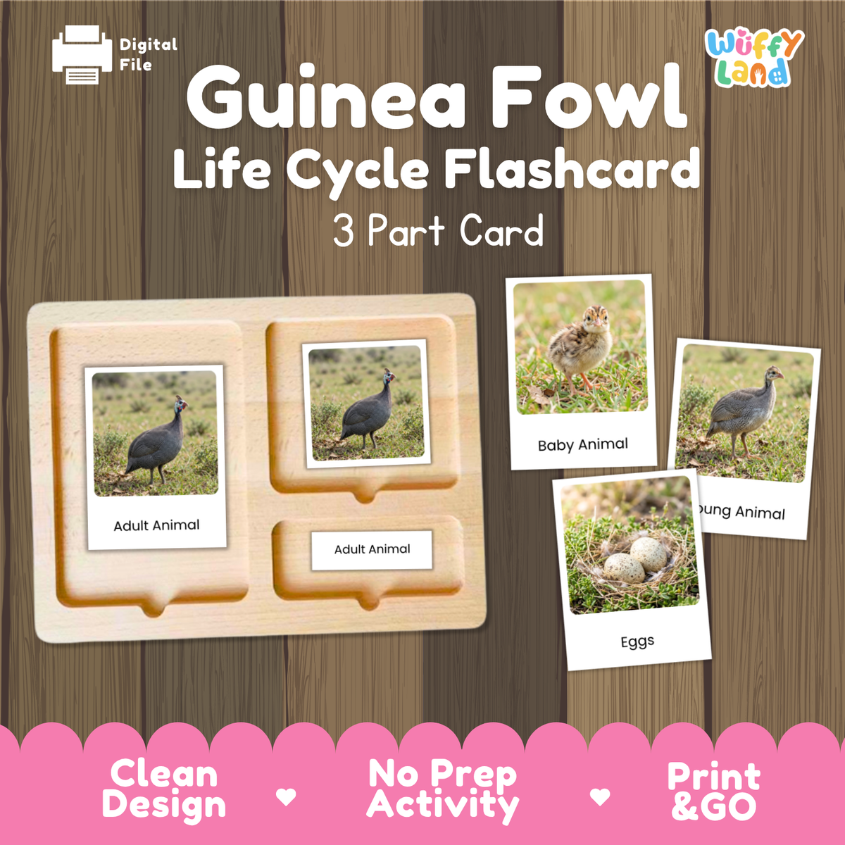 Guinea Fowl Life Cycle Flashcard 3 Part Card