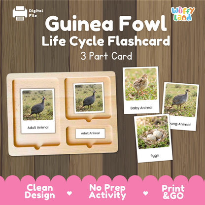 Guinea Fowl Life Cycle Flashcard 3 Part Card