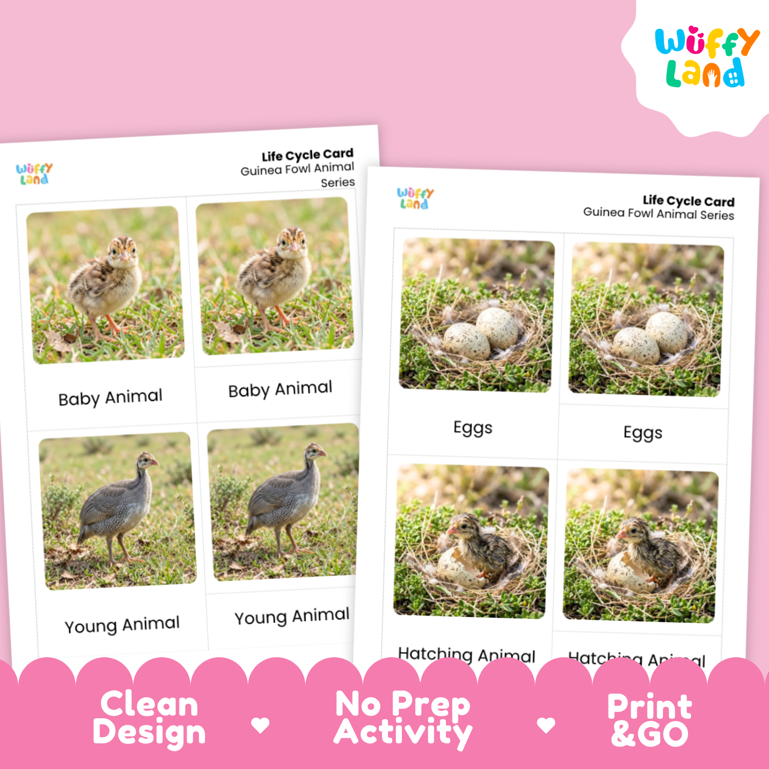 Two printed life cycle cards for a guinea fowl animal series displayed on a pink background. The cards show labeled photos of baby, young, eggs, and hatching animals, with the Wiffy Land logo visible on the cards and a pink banner at the bottom reading 'Clean Design', 'No Prep Activity', and 'Print & GO'.