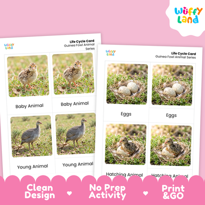 Two printed life cycle cards for a guinea fowl animal series displayed on a pink background. The cards show labeled photos of baby, young, eggs, and hatching animals, with the Wiffy Land logo visible on the cards and a pink banner at the bottom reading 'Clean Design', 'No Prep Activity', and 'Print & GO'.