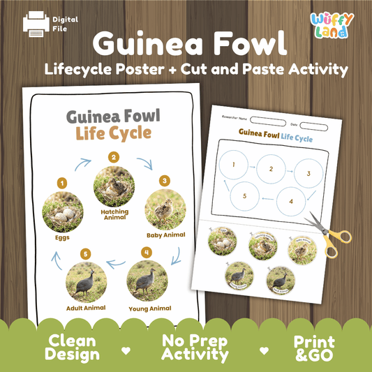Guinea fowl life cycle sequencing reference chart and cut and paste student worksheet with 5 developmental stages