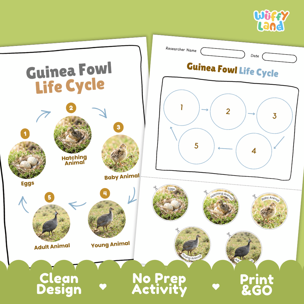 Guinea Fowl Life Cycle Poster and Cut and Paste Worksheet Activity