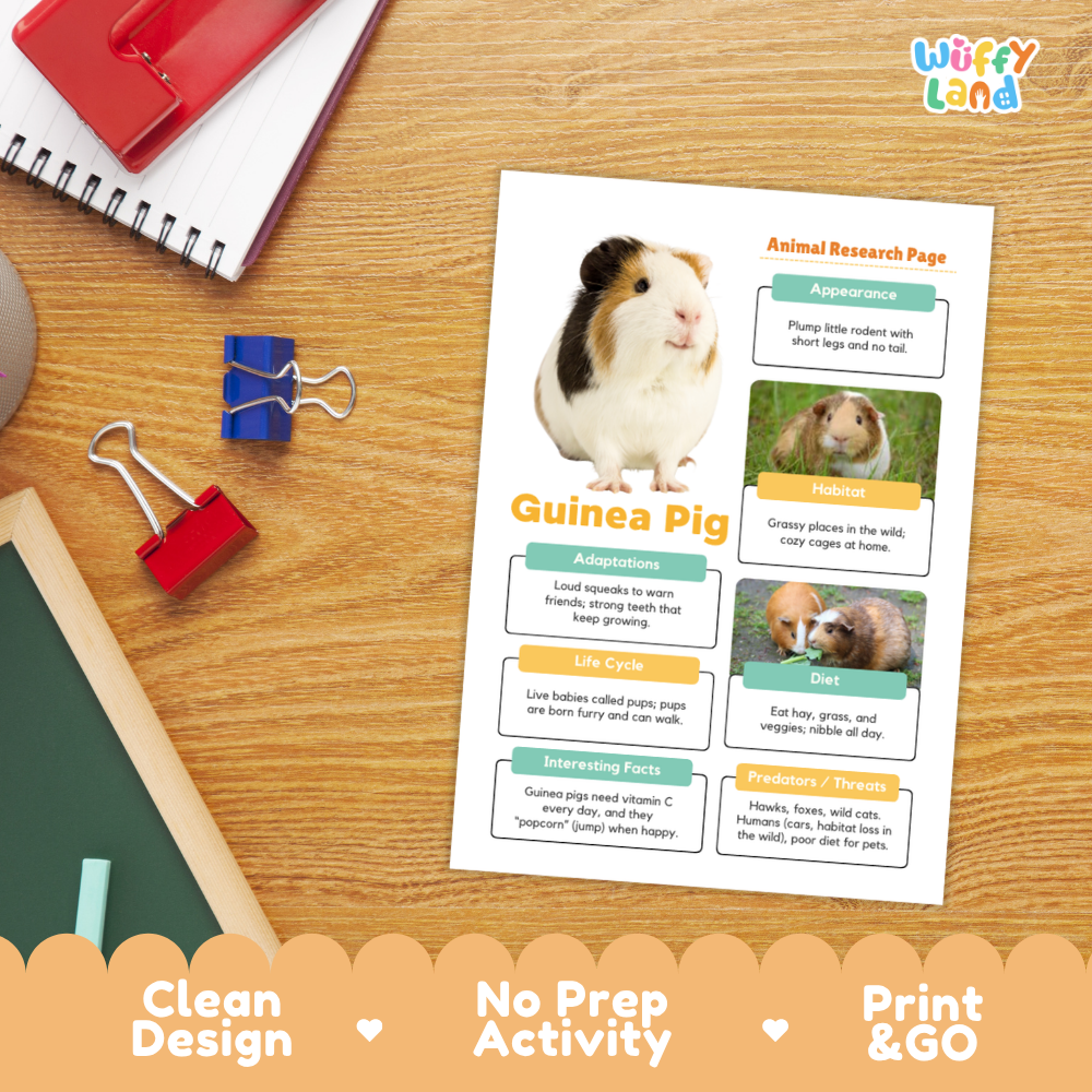 A printed educational activity sheet titled 'Guinea Pig Animal Research Page' laid on a wooden desk, surrounded by school supplies like a spiral notebook, binder clips, and a chalkboard. The sheet includes a photo of a guinea pig and text boxes about adaptations, habitat, life cycle, diet, and interesting facts.