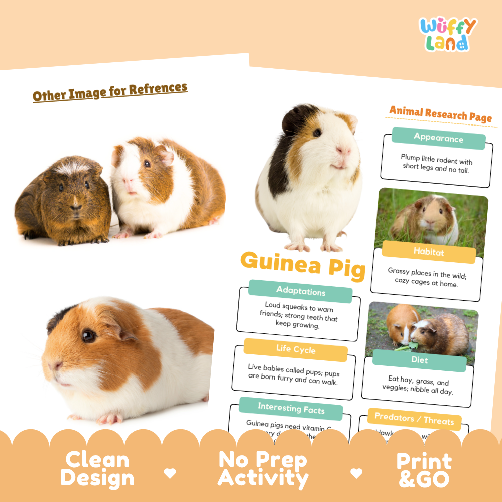 A printed educational poster or booklet page about guinea pigs, shown on a peach background with decorative text and photos of three guinea pigs. The page includes sections for appearance, habitat, adaptations, life cycle, diet, interesting facts, and a reference image area.