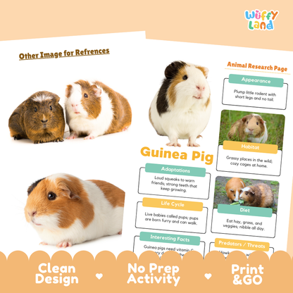 A printed educational poster or booklet page about guinea pigs, shown on a peach background with decorative text and photos of three guinea pigs. The page includes sections for appearance, habitat, adaptations, life cycle, diet, interesting facts, and a reference image area.