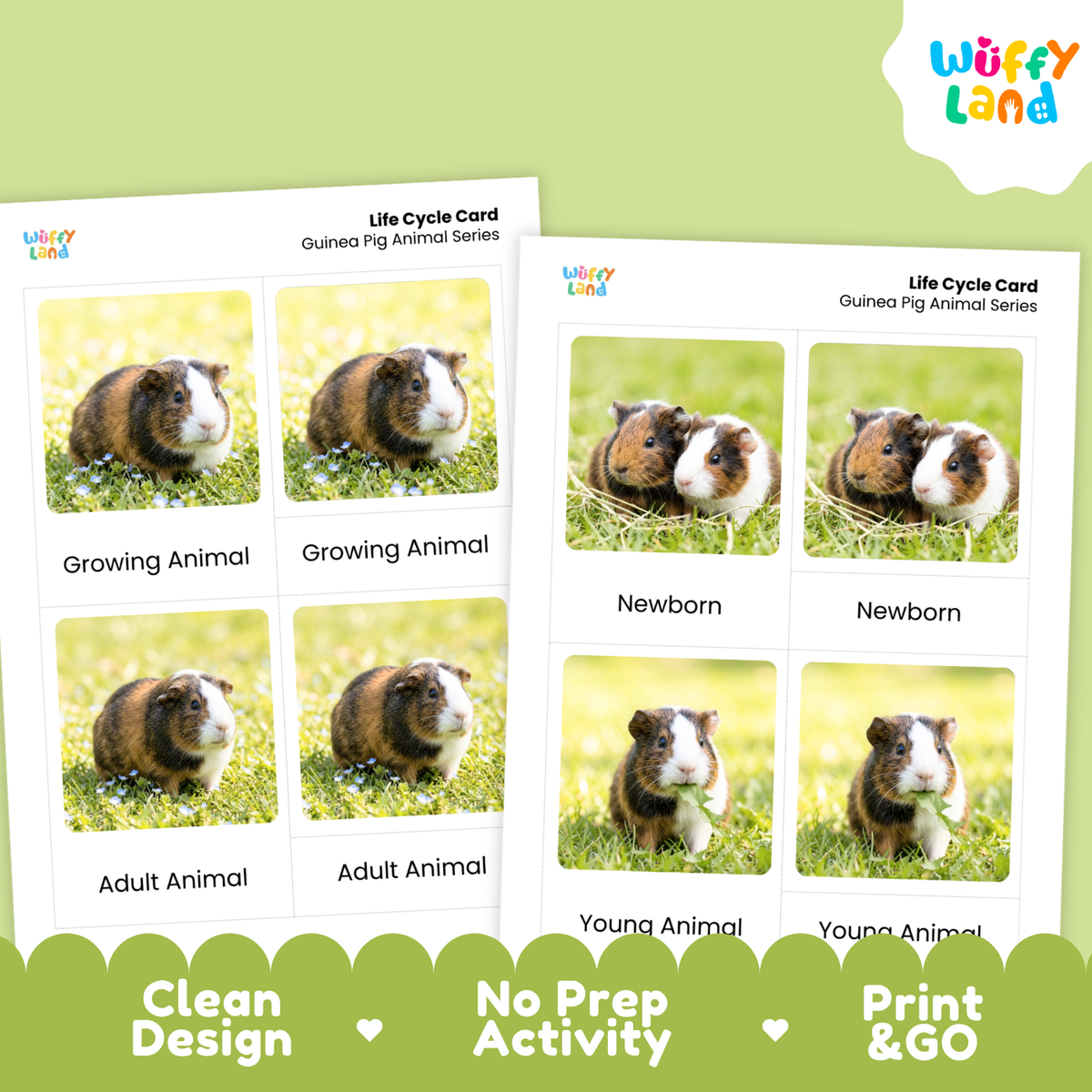 Two printed guinea pig life cycle cards shown on a light green background, with the Wüffy Land logo in the top right and marketing text along the bottom: Clean Design, No Prep Activity, Print & GO.