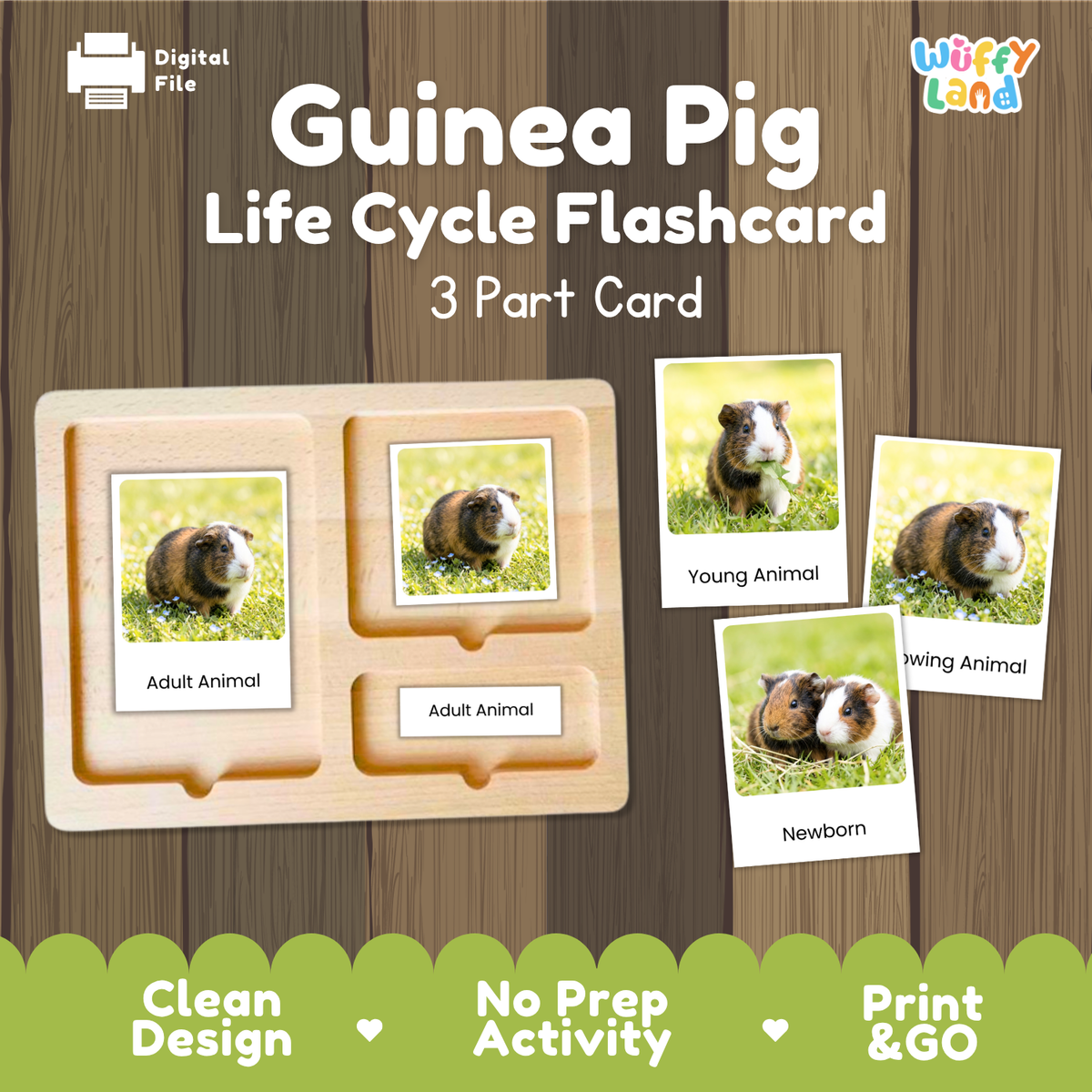 Guinea pig life cycle flashcards set by Wiffy Land, featuring a wooden 3-part activity board and individual card images showing guinea pigs at different life stages (young, growing, adult, newborn) on a wood-grain background.