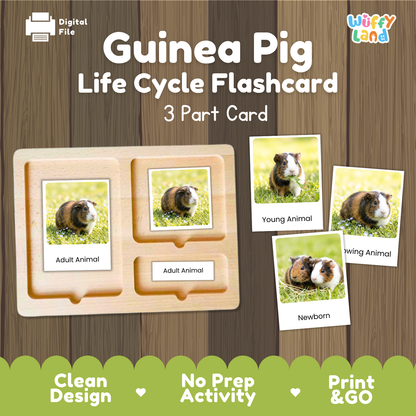 Guinea pig life cycle flashcards set by Wiffy Land, featuring a wooden 3-part activity board and individual card images showing guinea pigs at different life stages (young, growing, adult, newborn) on a wood-grain background.