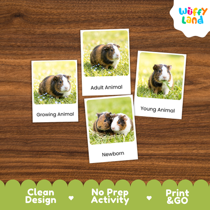 Four educational animal comparison cards showing guinea pigs in different life stages, arranged on a brown wood-grain background. The cards are labeled 'Growing Animal', 'Adult Animal', 'Young Animal', and 'Newborn'.