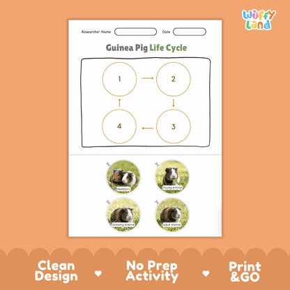 Guinea Pig Life Cycle Poster and Cut and Paste Activity Worksheets