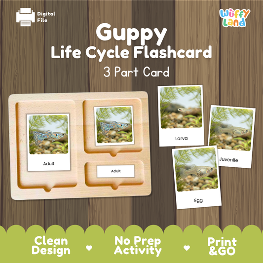 Montessori 3-part photo cards for guppy life cycle shown on wooden tray paired with animal research report worksheets and reference photo page