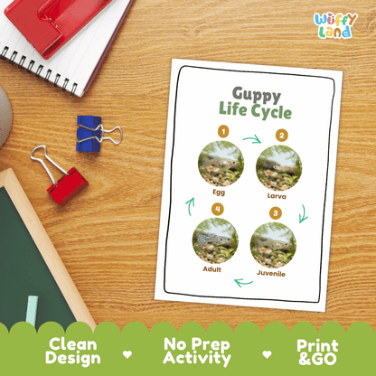 Guppy Life Cycle Poster and Cut and Paste Worksheet Activity