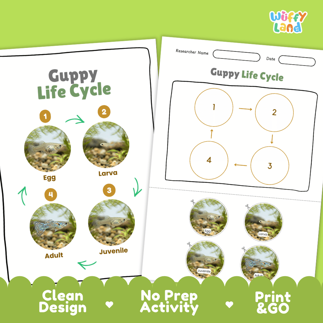 Guppy Life Cycle Poster and Cut and Paste Worksheet Activity