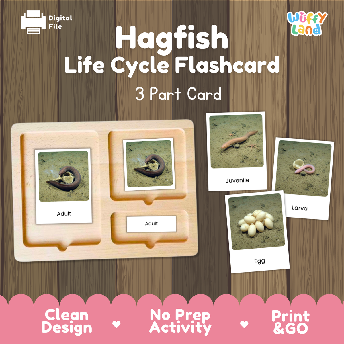 Hagfish Life Cycle Flashcards | 3 Part Cards Montessori Science Activity