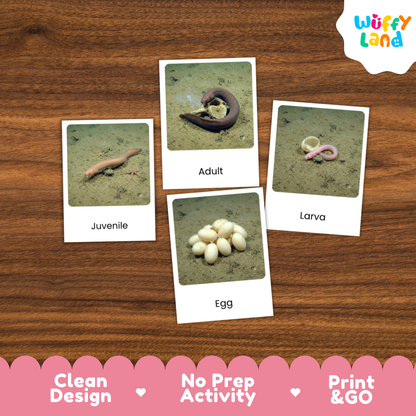 Four educational worm activity cards labeled Juvenile, Adult, Egg, and Larva arranged on a brown wood surface, with a Wuffy Land logo in the top right and a pink banner at the bottom highlighting clean design, no prep activity, and print & go.