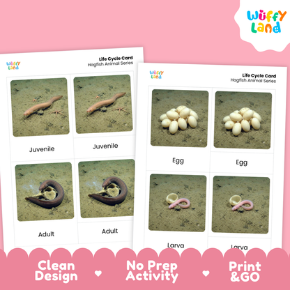 Hagfish Life Cycle Flashcards | 3 Part Cards Montessori Science Activity
