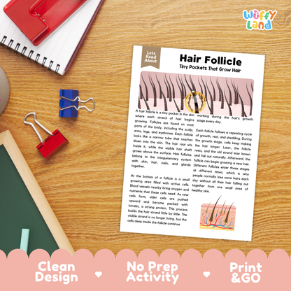 Student reading comprehension worksheet with short-answer questions and lined sections about human hair follicles