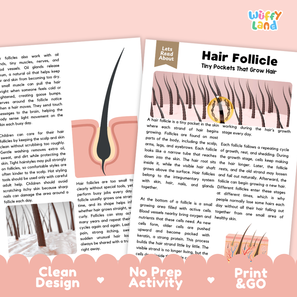 Teacher answer key page showing complete question solutions for Hair Follicle human body reading comprehension practice
