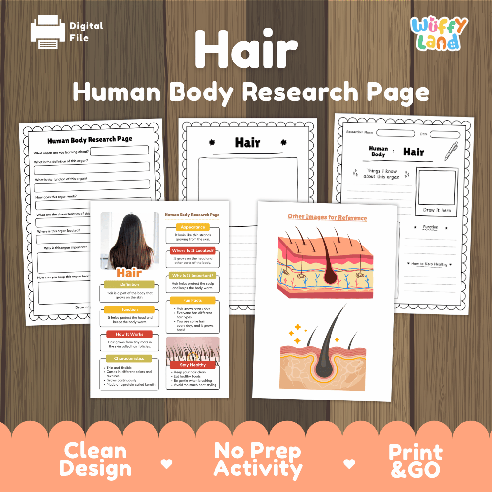 Hair Human Body Research Page Worksheets Anatomy Science Activity