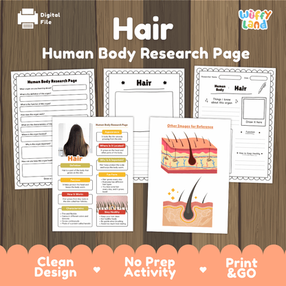 Hair Human Body Research Page Worksheets Anatomy Science Activity