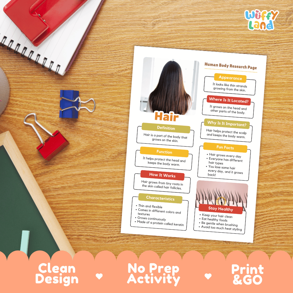 Hair Human Body Research Page Worksheets Anatomy Science Activity