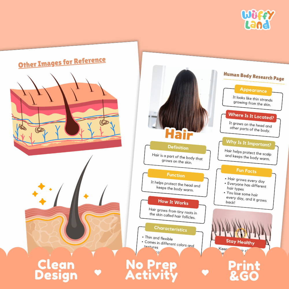 Hair Human Body Research Page Worksheets Anatomy Science Activity