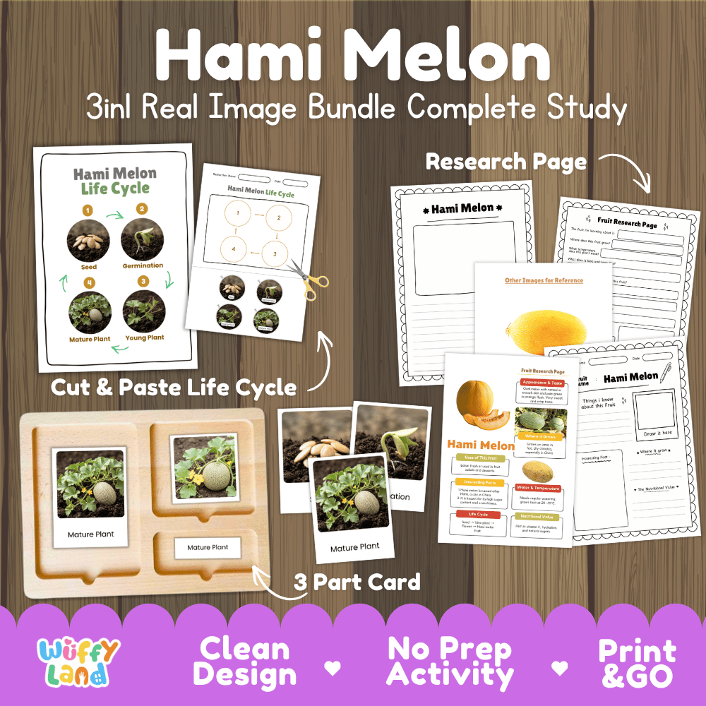 Hami melon life cycle 3in1 real image bundle complete study overview featuring cut and paste worksheets, Montessori 3-part cards, and research pages from Wuffy Land 🍈🌱